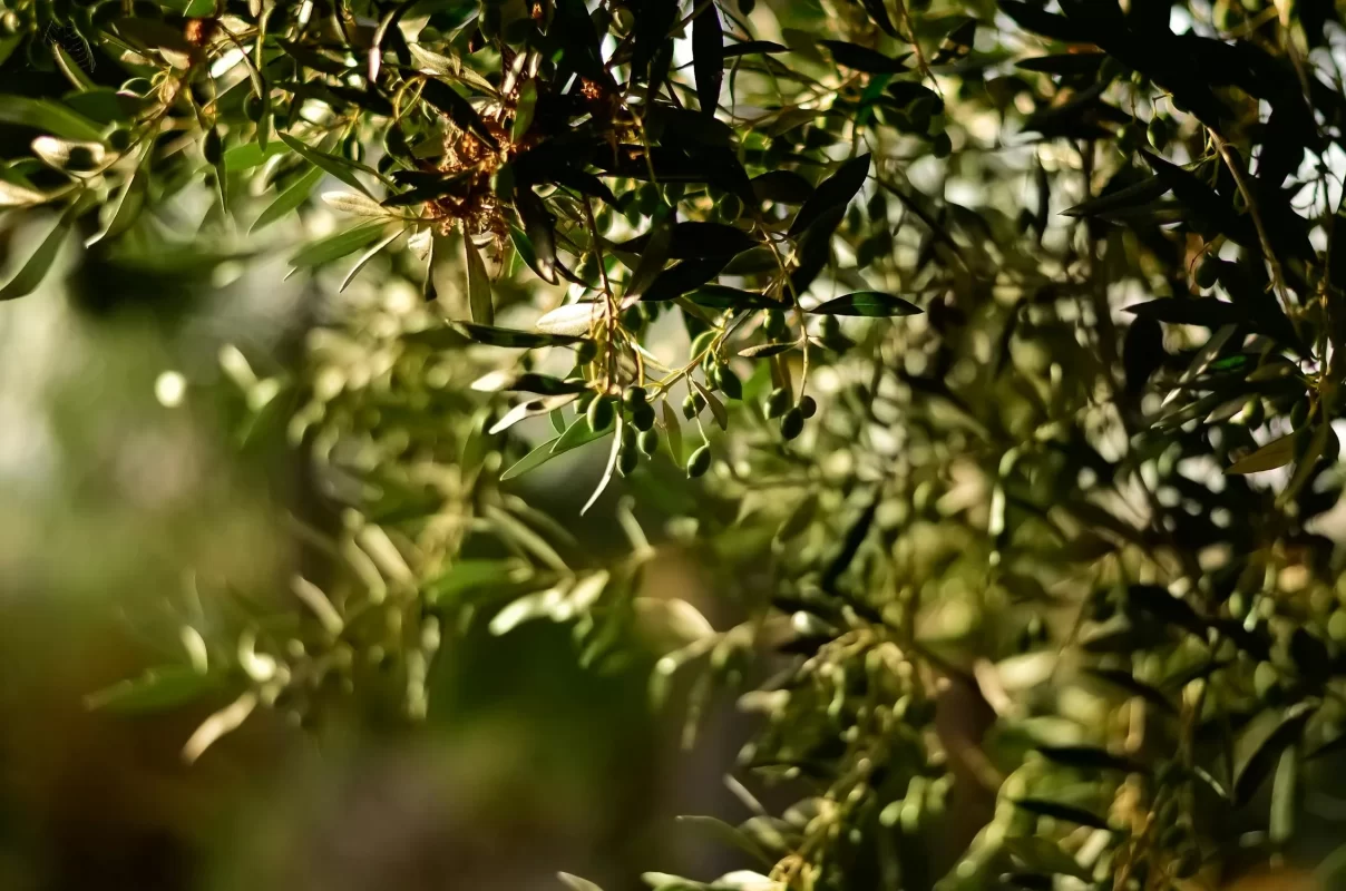 Ayvalik Zeytin